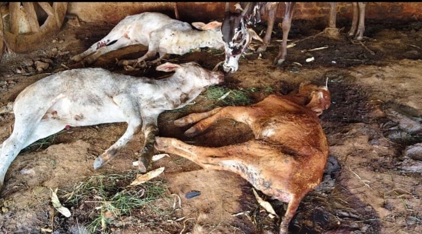 ಹನೂರಿನಲ್ಲಿ ವಿಚಿತ್ರ ರೋಗದಿಂದ ಜಾನುವಾರುಗಳ ಸಾವು